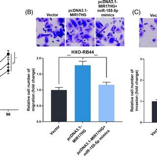 The Effects Of MiR1555p On RB Cells A The Cell Models Of