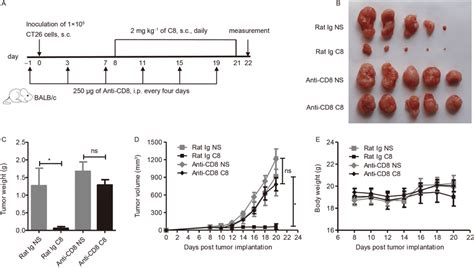 Effect Of C8 On Ct26 Tumor Cells After Cd8 T Cells Depletion In Mice