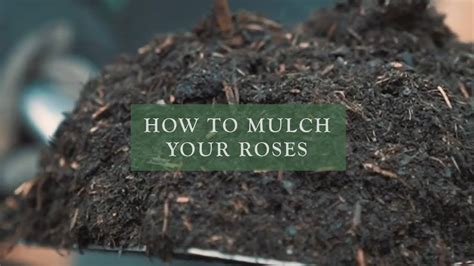 Best Mulch For Rose Gardens Fasci Garden