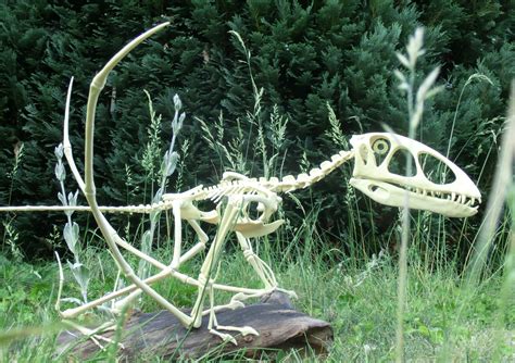 Dimorphodon skeleton by Lormouth - Paleo Re-creations - The Fossil Forum