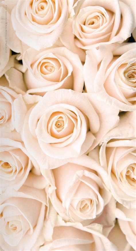 Rose Gold Floral Wallpapers Top Free Rose Gold Floral Backgrounds