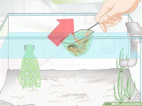 How To Breed Goldfish Steps With Pictures Wikihow