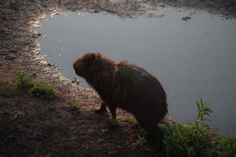 The Friendly Capybara: A Friend to All - Baby Capybara