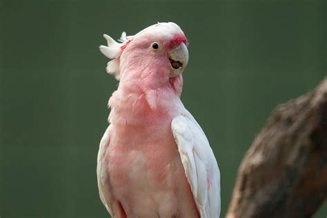 Major Mitchell S Cockatoo Lophochroa Leadbeateri Pink Parrot