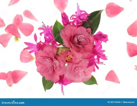 Pink Flower Explosion Stock Photo Image Of Magenta Spring 30715544