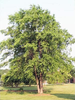 River Birch | Natural Resource Stewardship