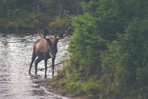 The Complete Guide to Wildlife Viewing in Banff National Park