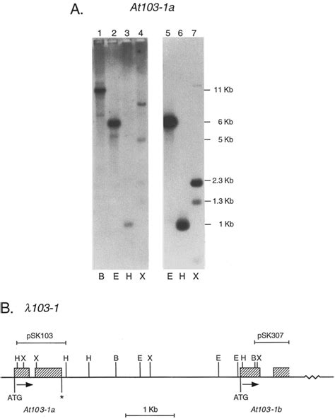 A Southern Blot Analysis Of Genomic Dna Ofarabidopsis Thaliana