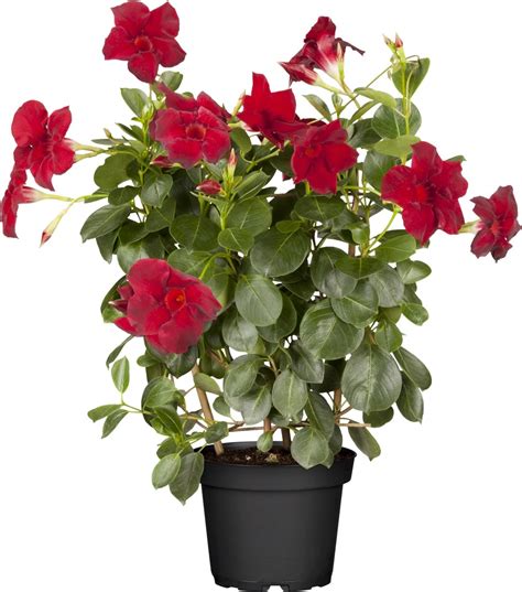 Grow By Obi Dipladenie Mit Rankhilfe Topf Ca Cm Mandevilla Kaufen