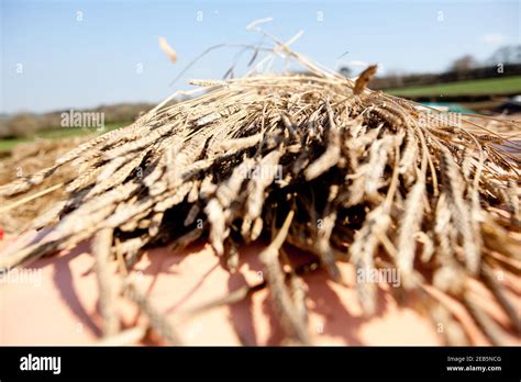 threshing wheat  somerset farm stock photo alamy