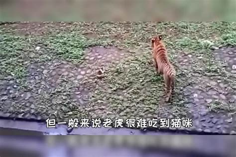 老虎也是猫科动物，如果老虎看见猫，会吃掉猫吗？老虎