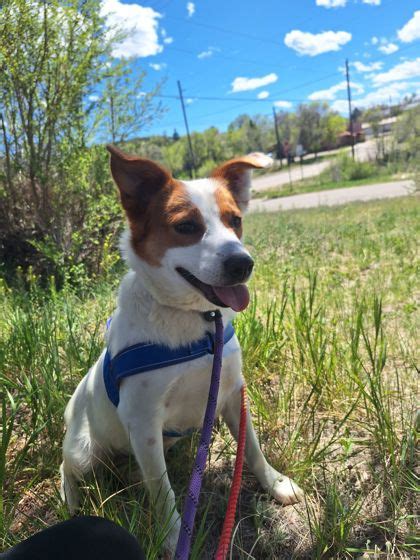 TRINIDAD, CO - Australian Cattle Dog/Mixed Breed (Medium). Meet ...