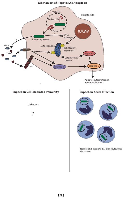 Listeria Monocytogenes Symptoms While Pregnant