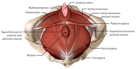 Muscles Of The Pelvic Floor Anatomy And Function Kenhub 46 OFF