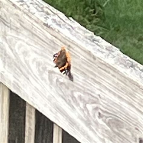 Red Admiral From Penn Ave Apalachin Ny On June At Am By