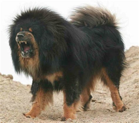 Tibetan Mastiff Colors - K9 Research Lab