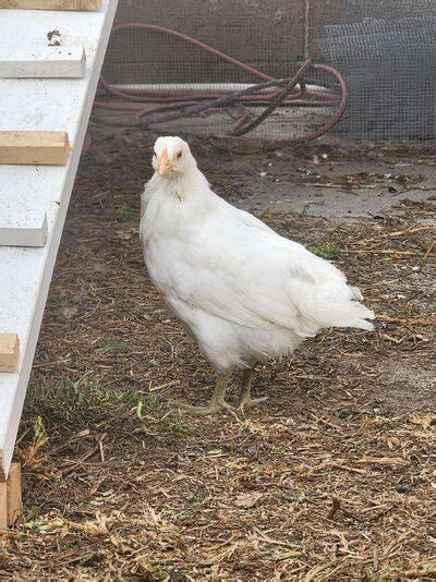 Golden Sexlink Backyard Chickens Learn How To Raise Chickens