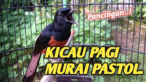 KICAU PAGI PANCINGAN MURAI BATU PAGI HARI UNTUK MURAI PASTOL YouTube