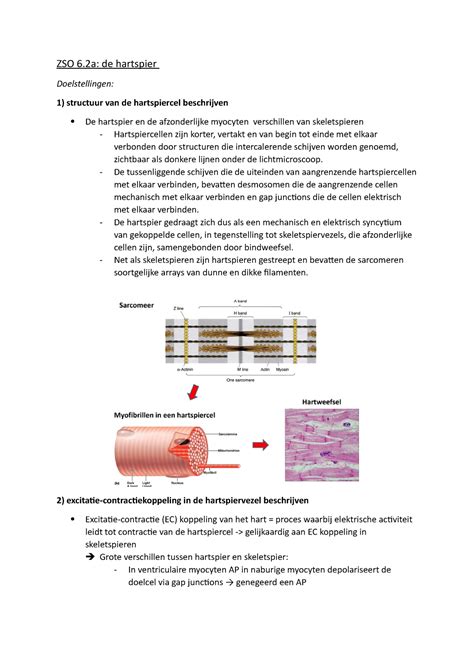 Celfysiologie Herex Thema 6 ZSO 6 De Hartspier Doelstellingen