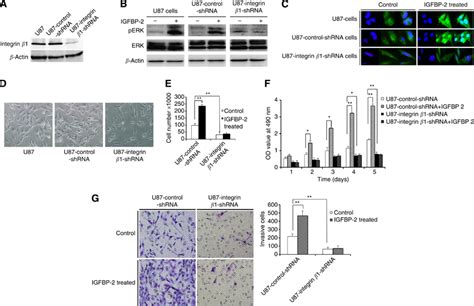 The Effects Of Exogenous Igfbp Are Integrin Dependent A The