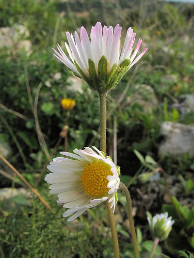 Bellis Sylvestris Southern Daisy MaltaWildPlants The Online