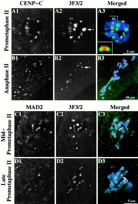 Spatial And Temporal Organization Of The F Antigen And Mad Protein