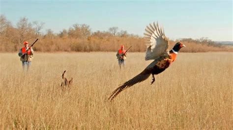 Pheasant Hunting Season opens Saturday morning in Minnesota | KTWB Big ...