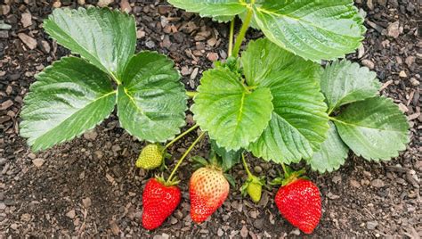 El Fertilizante Casero Que Es Oro Puro Para Que La Planta De Frutilla