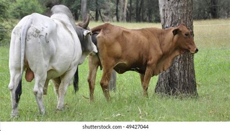 Bulls And Cows Mating