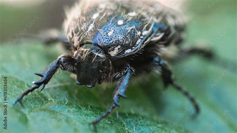 Oxythyrea funesta, Large black beetle with yellow hairs. Phytophagous insect with body covered ...