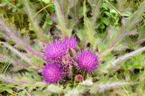 Cirsium Esculentum Flower Stock Image Image Of Beauty 106909443