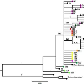 Bayesian Inference BI Tree Generated Based On The 36 Haplotypes Of