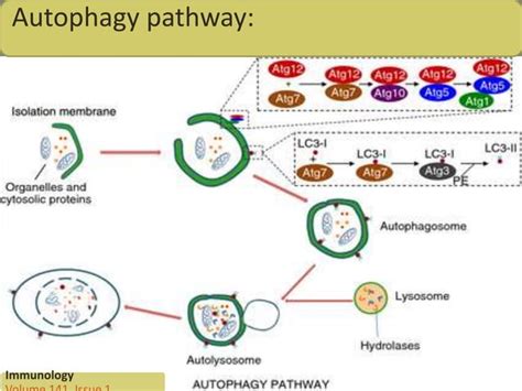 Autophagy Ppt