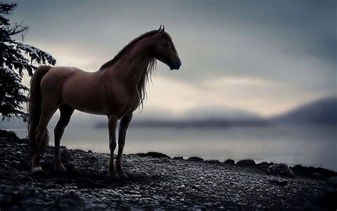 [100+] Cool Horse Wallpapers | Wallpapers.com