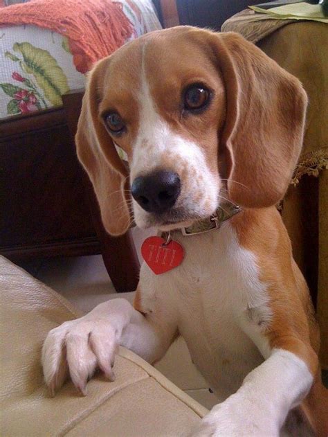 Things All Beagle Owners Must Never Forget Beagle Training Your