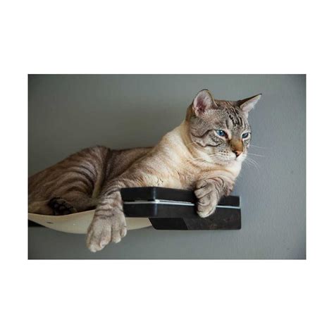 The Cat Mod Lounge Catsplay Superstore Kitten Beds Cat Bed Cat