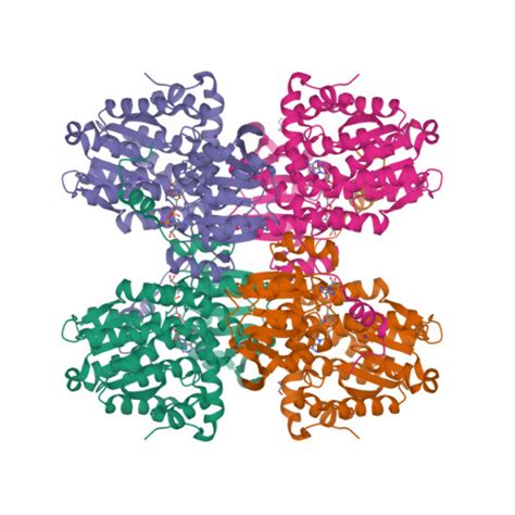 RCSB PDB 7ZD9 Crystal Structure Of The E352T Mutant Of S Adenosyl L