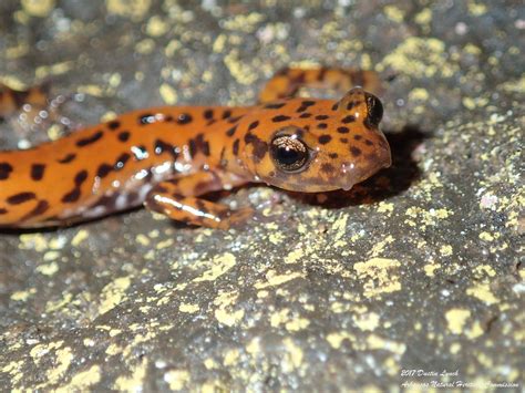 With its... - Arkansas Natural Heritage Commission