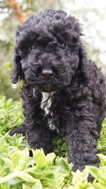 Spoodle Breed Information Puppy Information Banksia Park Puppies