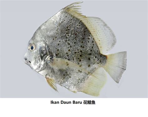 Ikan Daun Baru No Clean 花鲳 400g 600g Pcs Xian Butcher Shop