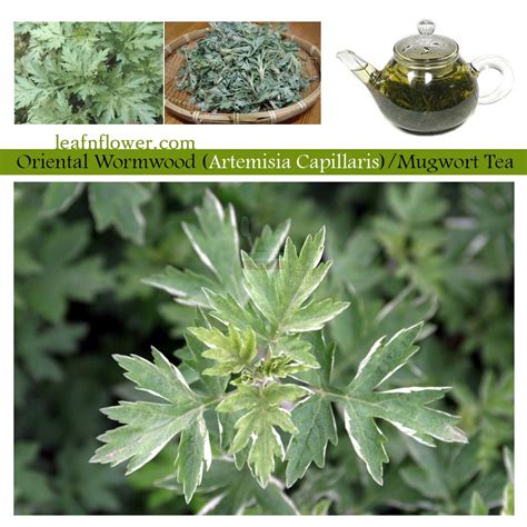 Shop Artemisia Capillaris Wormwood Loose Leaf 80g 100 From Nature