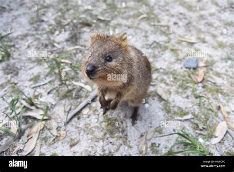 Curious and friendly quokka in natural habitat at Rottnest Island in ...