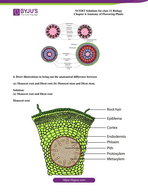 Ncert Solutions Class 11 Chapter 6 Anatomy Of Flowering Plants