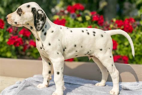 Stunning Dalmatian Puppies Available now! | PetClassifieds.com