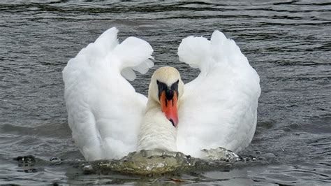 Mute Swans Chase Intruders YouTube