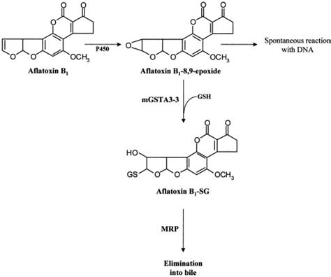 Metabolism Of Aflatoxin B 1 The Initial 8 9 Epoxidation Of Afb 1 Is