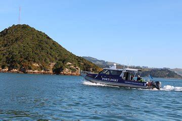 Albatross Wildlife And Harbour Cruise Port Chalmers