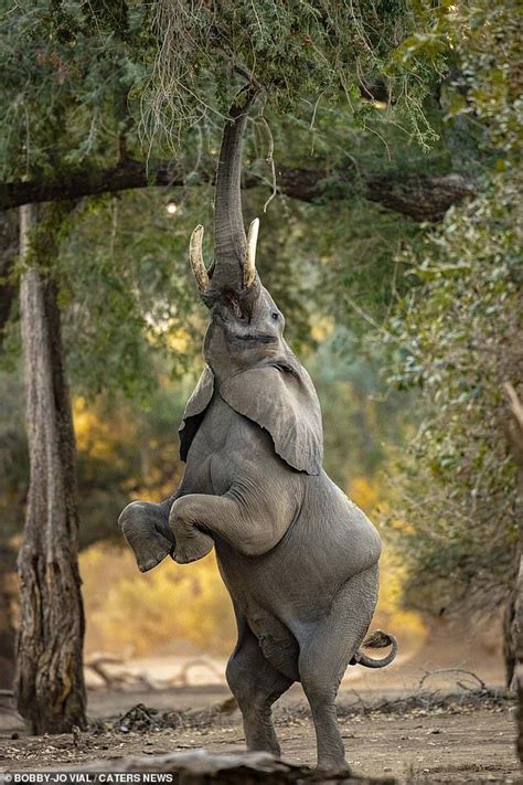 African Bull Elephant Photographed Stretching Canopy Heights Artofit