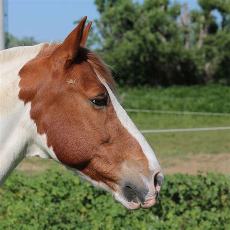 Prestations Haras Des Isles