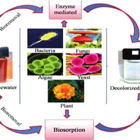 Classification Of Dyes Based On Their Sources Application Methods